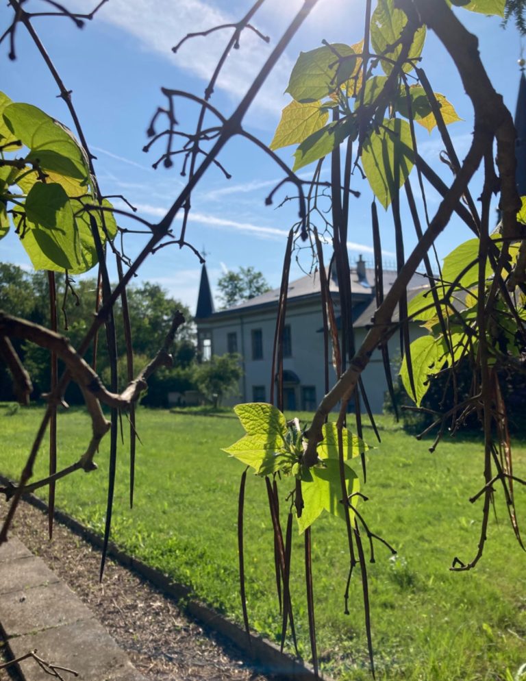 Natur im Schlosspark Schloss Nöthnitz